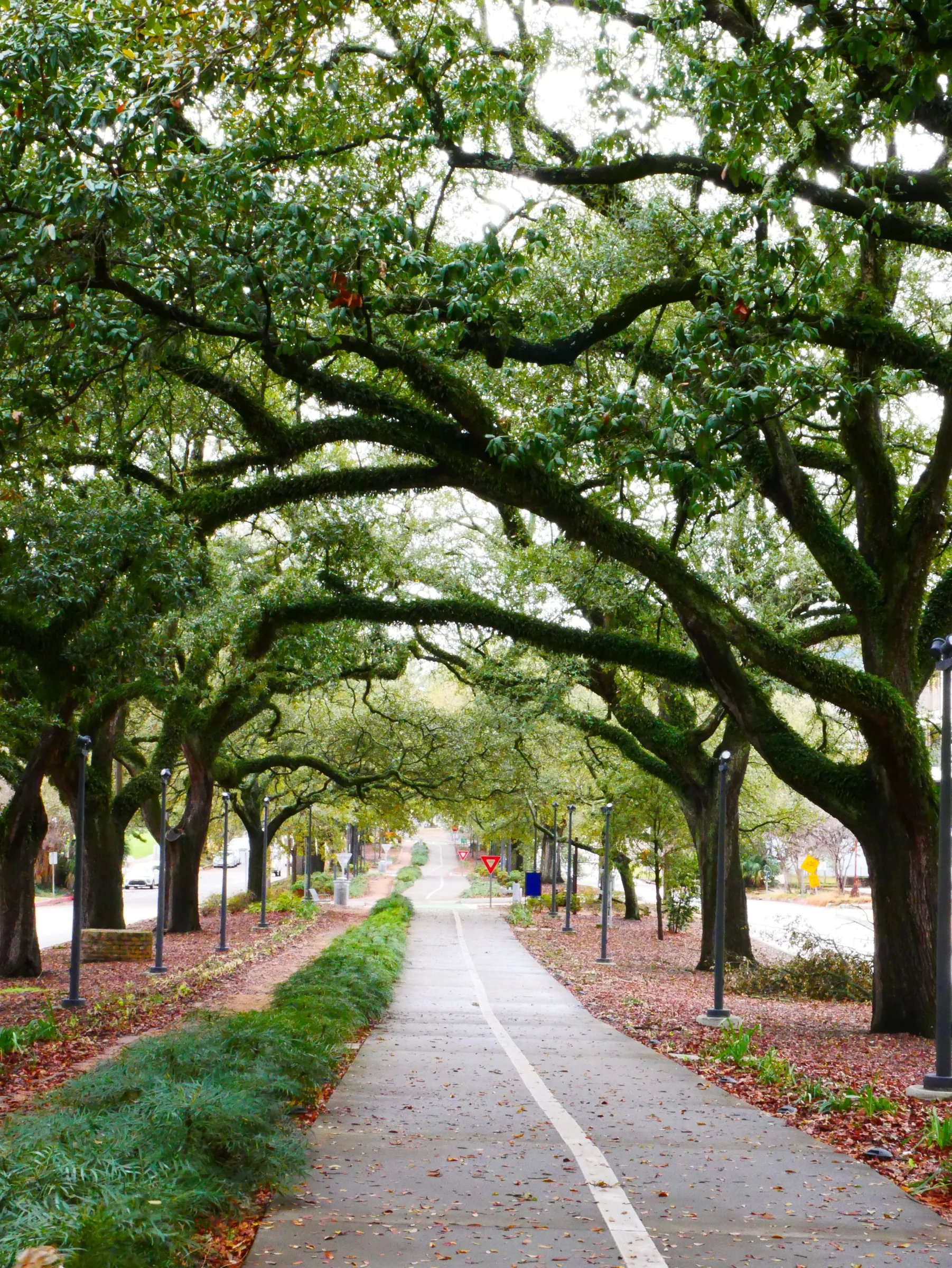 Oak-lined lane in Baton Rouge