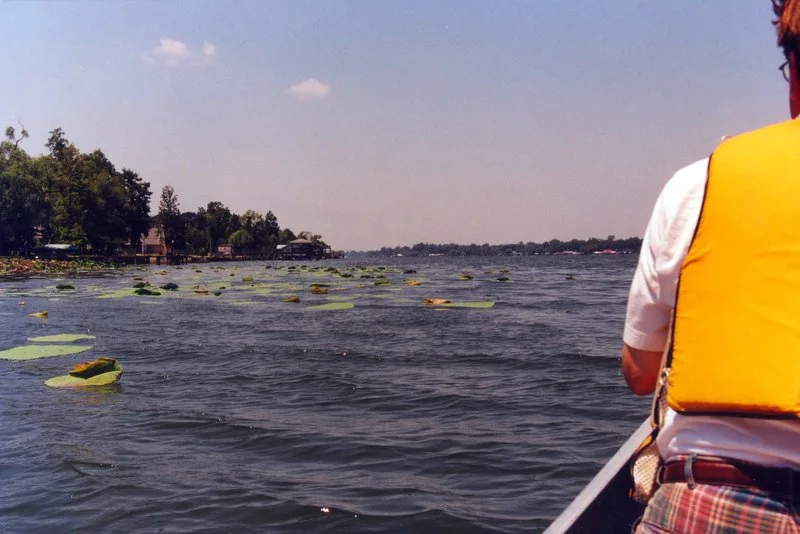 Lotus on False River